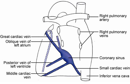 2062_Venous Drainage of the Heart.png